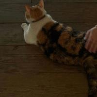 耀文一口茉莉头像