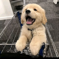 前面有前面头像