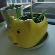程序猿小翘的个人资料头像