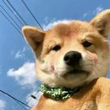 勇往直前得橘子ge头像