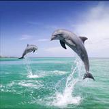 明月松间照6657158头像