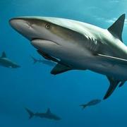 王勉的个人资料头像