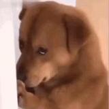 水中游.地上跑.树上爬.天上飞。头像