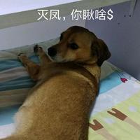 失败是我干妈头像