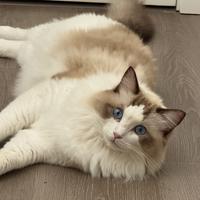 旺仔旺旺糖糖头像