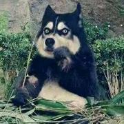 小明明明的个人资料头像