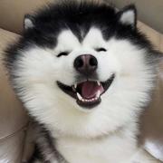 厨子_coder的个人资料头像