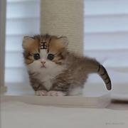 给我擦皮鞋的个人资料头像