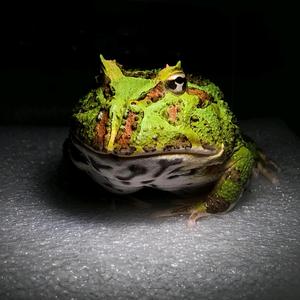 愣头青养宠日记头像