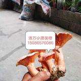 墙艺小愿1508657608666...头像