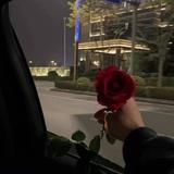 玫瑰到了花期C头像