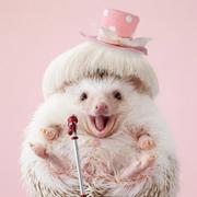 QQ糖342的个人资料头像