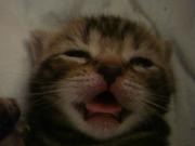 TheAX的个人资料头像