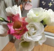 盐酸舍曲林的个人资料头像