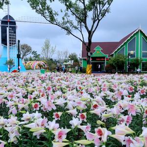 郁金香花境花景（江苏）建设服务有限公司头像