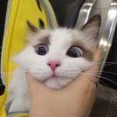 路见不平一声害的个人资料头像