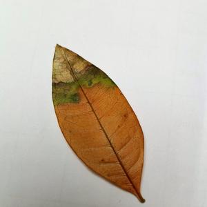 谎花儿头像