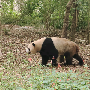 鹏仔影视剪辑头像