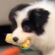鲫鱼糖纸的个人资料头像