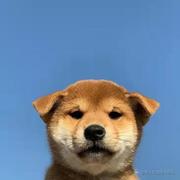 一颗聪明的笨蛋吖的个人资料头像