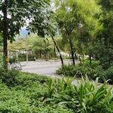 小龙在东京头像