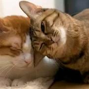 星光本尊32729的个人资料头像