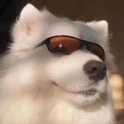 一顿十个饺子的个人资料头像