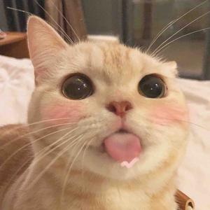 三二鸭头像
