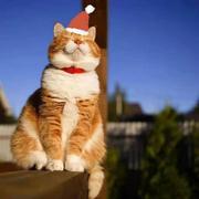 Avery的个人资料头像