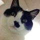 智勇双全小猫F2 · 迈腾车主·车龄1年头像