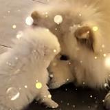 优雅绅士1头像