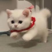 桢猪的个人资料头像