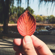 一叶染秋的个人资料头像