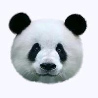 你看这根香菜头像