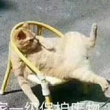 leo127241216头像