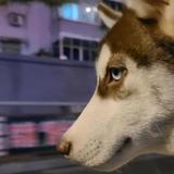 C奥头像