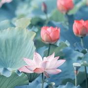 陈维星辰的个人资料头像