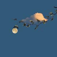 现实第二梦i头像