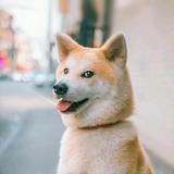 羁绊6883头像
