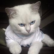 AiweiChujian的个人资料头像