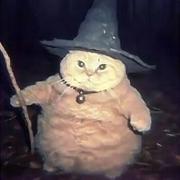 青子245的个人资料头像