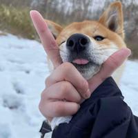 喜欢就杀掉吧25头像