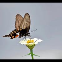 洪顺离汽车头像