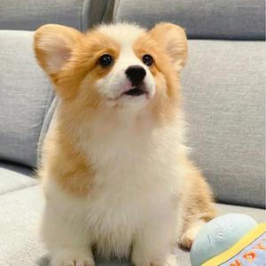 史蒂夫V头像