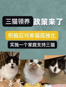 足球转会猫猫头像