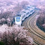 开白花结红果头像