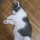 念想是只猫呀头像