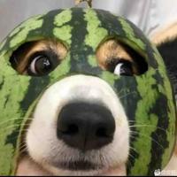 谁抢了我的发条兔子头像