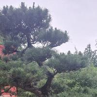 云南@小余哥头像