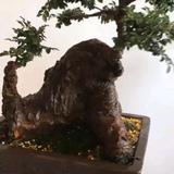 相思缘头像